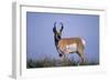 Pronghorn in Grass-DLILLC-Framed Photographic Print