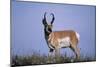 Pronghorn in Grass-DLILLC-Mounted Photographic Print