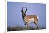 Pronghorn in Grass-DLILLC-Framed Photographic Print