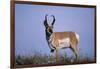 Pronghorn in Grass-DLILLC-Framed Photographic Print