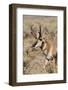 Pronghorn in Lamar Valley, Yellowstone National Park, Wyoming-Michael DeFreitas-Framed Photographic Print