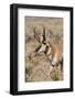 Pronghorn in Lamar Valley, Yellowstone National Park, Wyoming-Michael DeFreitas-Framed Photographic Print