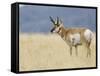 Pronghorn Standing in Grass, Yellowstone National Park, Wyoming, USA-Rolf Nussbaumer-Framed Stretched Canvas