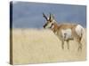 Pronghorn Standing in Grass, Yellowstone National Park, Wyoming, USA-Rolf Nussbaumer-Stretched Canvas