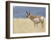 Pronghorn Standing in Grass, Yellowstone National Park, Wyoming, USA-Rolf Nussbaumer-Framed Photographic Print