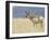 Pronghorn Standing in Grass, Yellowstone National Park, Wyoming, USA-Rolf Nussbaumer-Framed Photographic Print