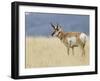 Pronghorn Standing in Grass, Yellowstone National Park, Wyoming, USA-Rolf Nussbaumer-Framed Photographic Print