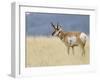 Pronghorn Standing in Grass, Yellowstone National Park, Wyoming, USA-Rolf Nussbaumer-Framed Photographic Print