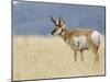 Pronghorn Standing in Grass, Yellowstone National Park, Wyoming, USA-Rolf Nussbaumer-Mounted Photographic Print