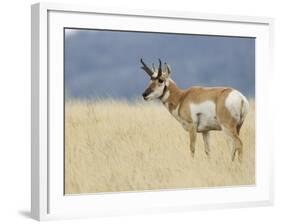 Pronghorn Standing in Grass, Yellowstone National Park, Wyoming, USA-Rolf Nussbaumer-Framed Photographic Print