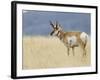 Pronghorn Standing in Grass, Yellowstone National Park, Wyoming, USA-Rolf Nussbaumer-Framed Photographic Print