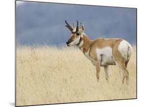 Pronghorn Standing in Grass, Yellowstone National Park, Wyoming, USA-Rolf Nussbaumer-Mounted Photographic Print