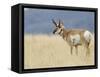 Pronghorn Standing in Grass, Yellowstone National Park, Wyoming, USA-Rolf Nussbaumer-Framed Stretched Canvas