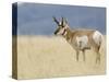 Pronghorn Standing in Grass, Yellowstone National Park, Wyoming, USA-Rolf Nussbaumer-Stretched Canvas