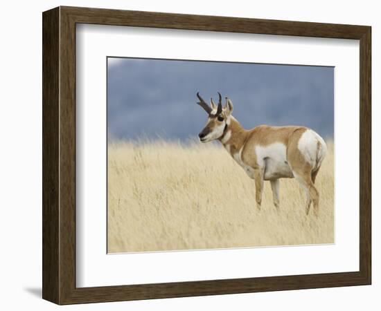 Pronghorn Standing in Grass, Yellowstone National Park, Wyoming, USA-Rolf Nussbaumer-Framed Photographic Print