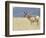 Pronghorn Standing in Grass, Yellowstone National Park, Wyoming, USA-Rolf Nussbaumer-Framed Photographic Print