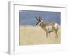 Pronghorn Standing in Grass, Yellowstone National Park, Wyoming, USA-Rolf Nussbaumer-Framed Photographic Print