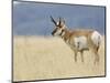 Pronghorn Standing in Grass, Yellowstone National Park, Wyoming, USA-Rolf Nussbaumer-Mounted Photographic Print