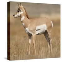 Pronghorn Young Buck-Joe McDonald-Stretched Canvas