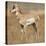 Pronghorn Young Buck-Joe McDonald-Stretched Canvas