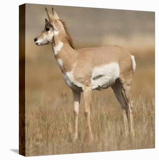 Pronghorn Young Buck-Joe McDonald-Stretched Canvas