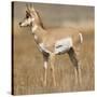 Pronghorn Young Buck-Joe McDonald-Stretched Canvas