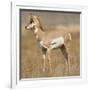 Pronghorn Young Buck-Joe McDonald-Framed Photographic Print