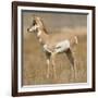 Pronghorn Young Buck-Joe McDonald-Framed Photographic Print