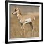 Pronghorn Young Buck-Joe McDonald-Framed Photographic Print