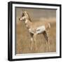 Pronghorn Young Buck-Joe McDonald-Framed Photographic Print