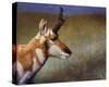 Pronghorn-Chris Vest-Stretched Canvas