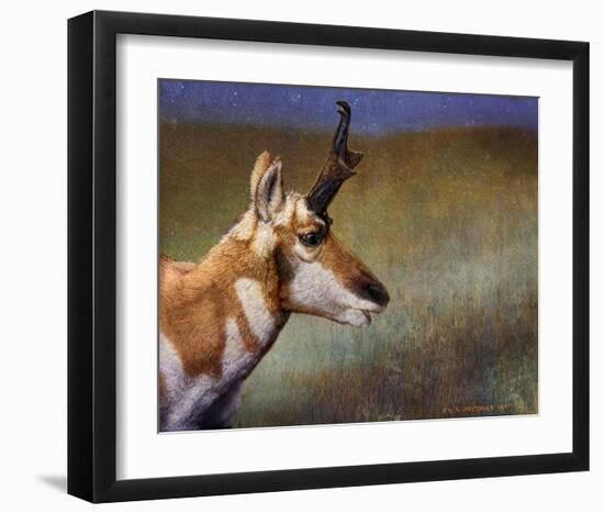 Pronghorn-Chris Vest-Framed Art Print