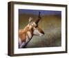 Pronghorn-Chris Vest-Framed Art Print