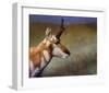 Pronghorn-Chris Vest-Framed Art Print