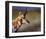 Pronghorn-Chris Vest-Framed Art Print