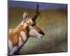 Pronghorn-Chris Vest-Mounted Art Print