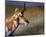 Pronghorn-Chris Vest-Mounted Art Print