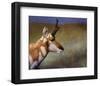 Pronghorn-Chris Vest-Framed Art Print