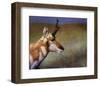 Pronghorn-Chris Vest-Framed Art Print