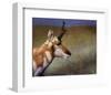 Pronghorn-Chris Vest-Framed Art Print