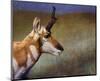 Pronghorn-Chris Vest-Mounted Art Print