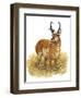 Pronghorn-Tim Knepp-Framed Giclee Print