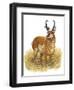 Pronghorn-Tim Knepp-Framed Giclee Print