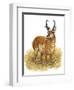 Pronghorn-Tim Knepp-Framed Giclee Print