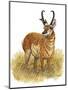 Pronghorn-Tim Knepp-Mounted Giclee Print