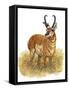 Pronghorn-Tim Knepp-Framed Stretched Canvas