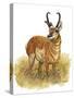 Pronghorn-Tim Knepp-Stretched Canvas