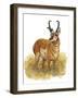 Pronghorn-Tim Knepp-Framed Premium Giclee Print