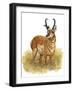 Pronghorn-Tim Knepp-Framed Premium Giclee Print