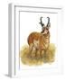 Pronghorn-Tim Knepp-Framed Premium Giclee Print